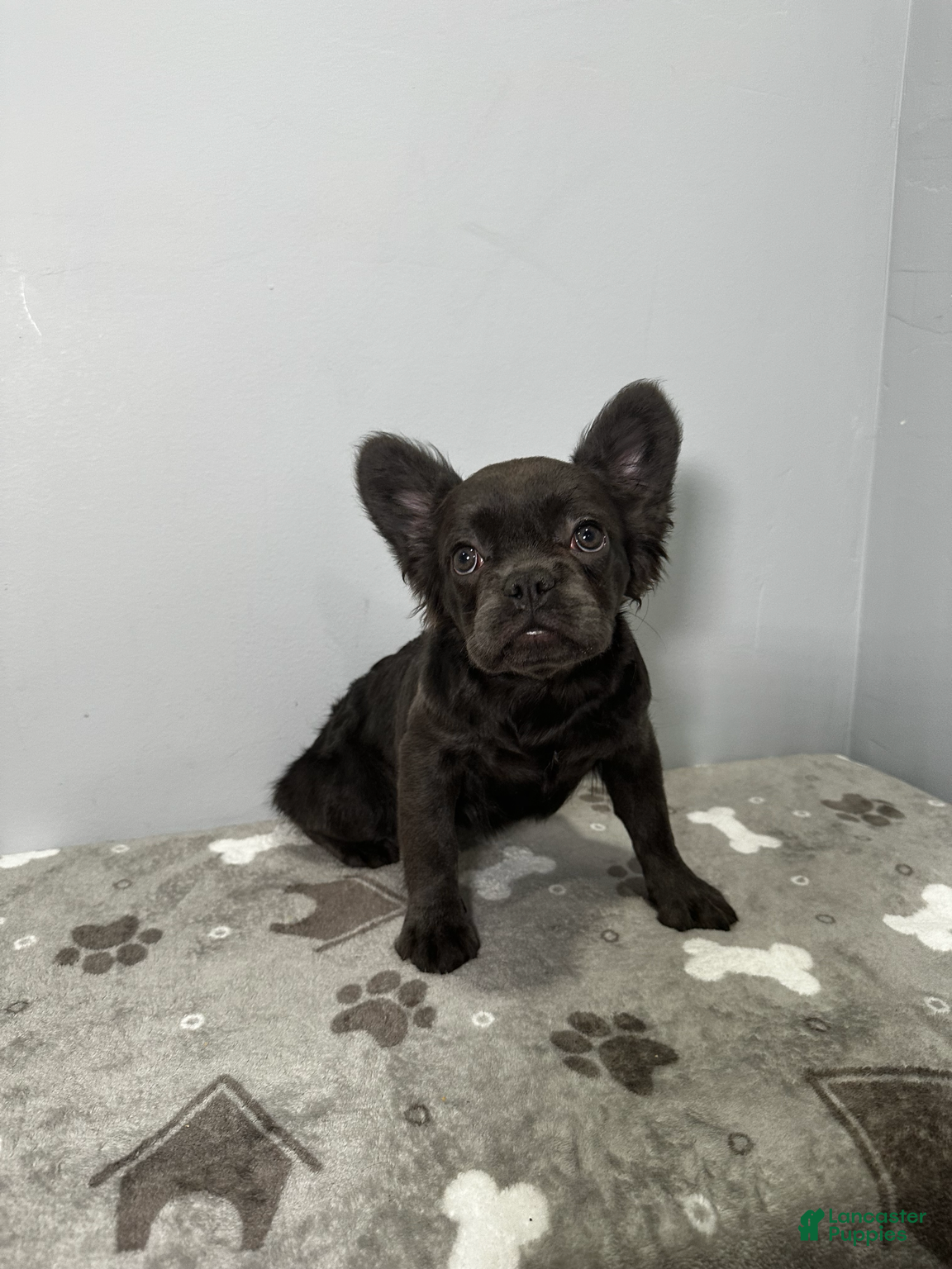 French Bulldog dogs Zoe - Ad 2