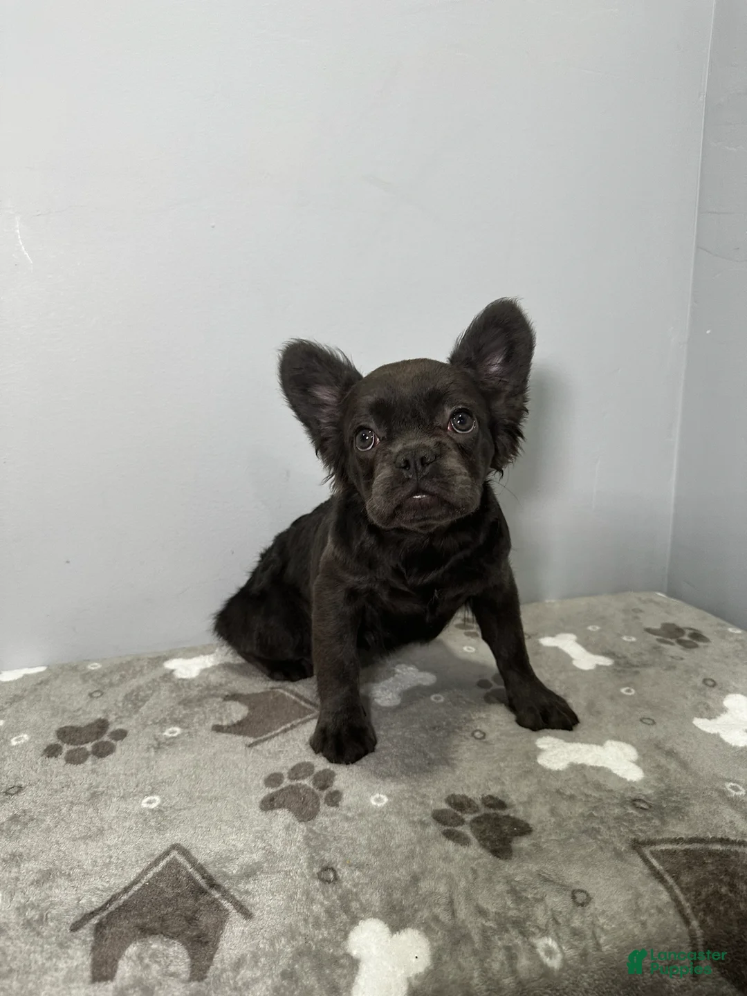French Bulldog dogs for sale: Zoe - Ad 2