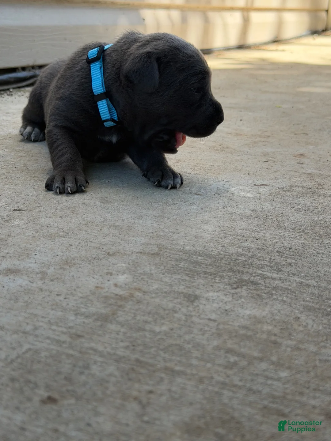 Cane Corso dogs for sale: Light Blue - Ad 2