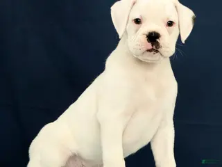 Boxer dogs for sale: Max - Ad 1