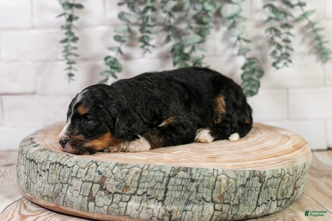 Bernedoodle dogs for sale: Hockey - Ad 10