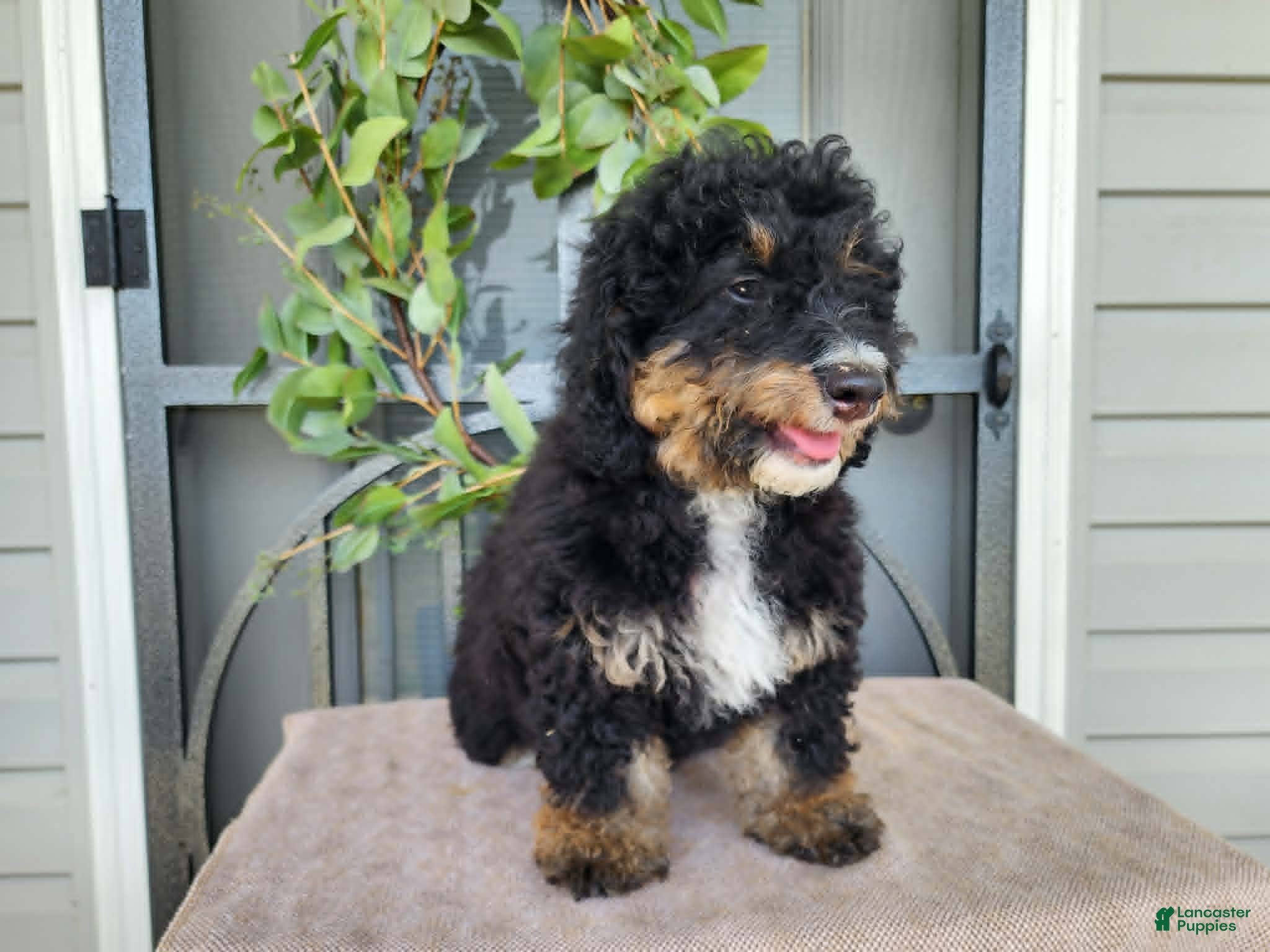 Mini Bernedoodle dogs Karly - Ad 2