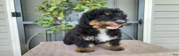 Mini Bernedoodle dogs for sale: Karly - Ad 2