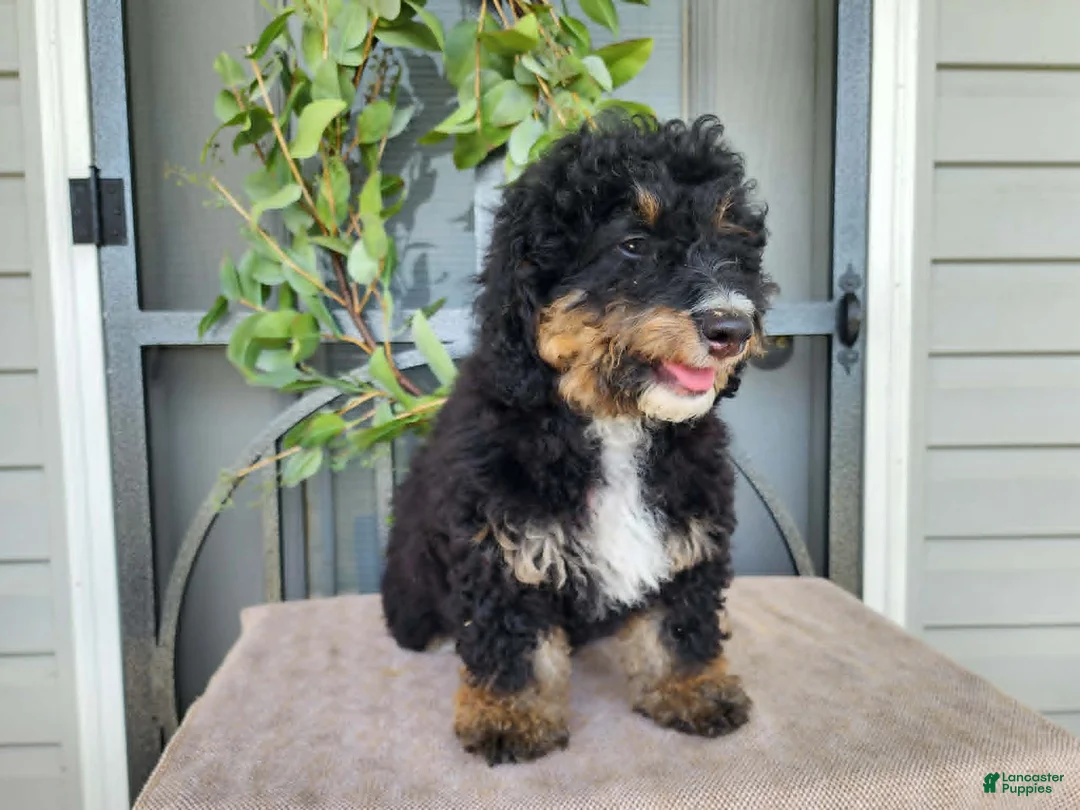 Mini Bernedoodle dogs for sale: Karly - Ad 2
