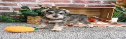Miniature Schnauzer dogs for sale: Washington - Ad 2