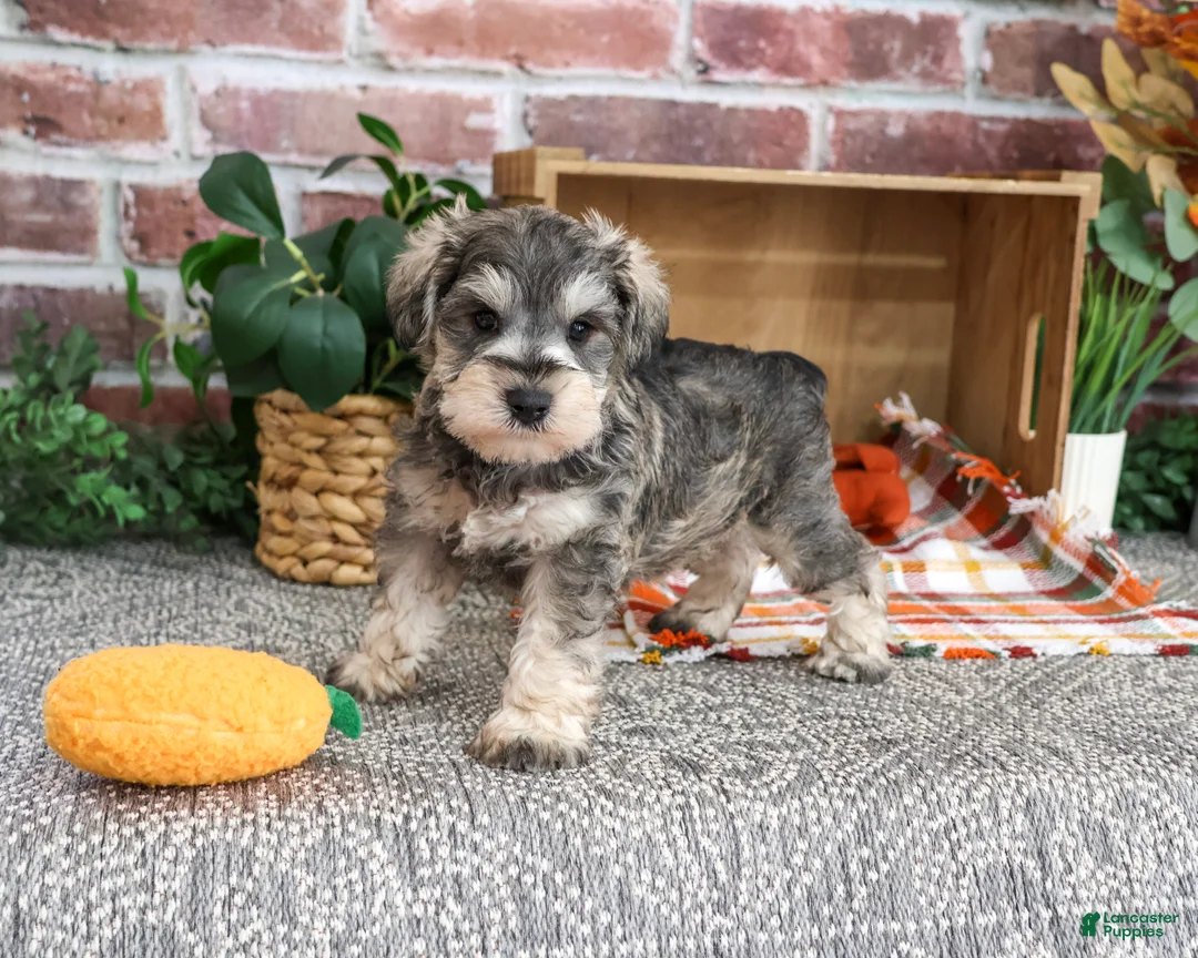 Miniature Schnauzer dogs for sale: Washington - Ad 2
