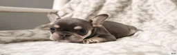 French Bulldog dogs for sale: Leo - Ad 14