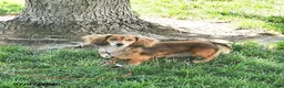 Miniature Dachshund dogs for sale: Bedelia "Special Needs" - Ad 6