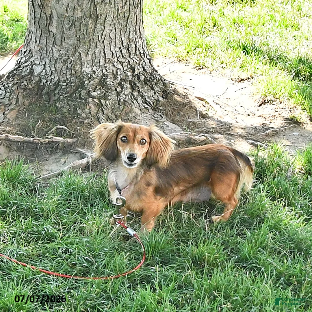 Miniature Dachshund dogs for sale: Bedelia "Special Needs" - Ad 6