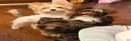 Yorkshire Terrier dogs for sale: Blaze - Ad 3