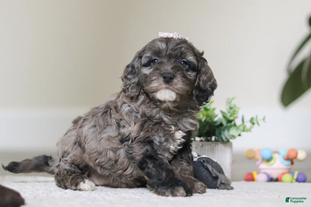 Cockapoo dogs for sale: Oakley - Ad 3