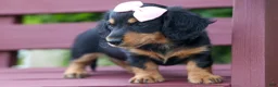 Miniature Dachshund dogs for sale: Tessa 💞 - Ad 18