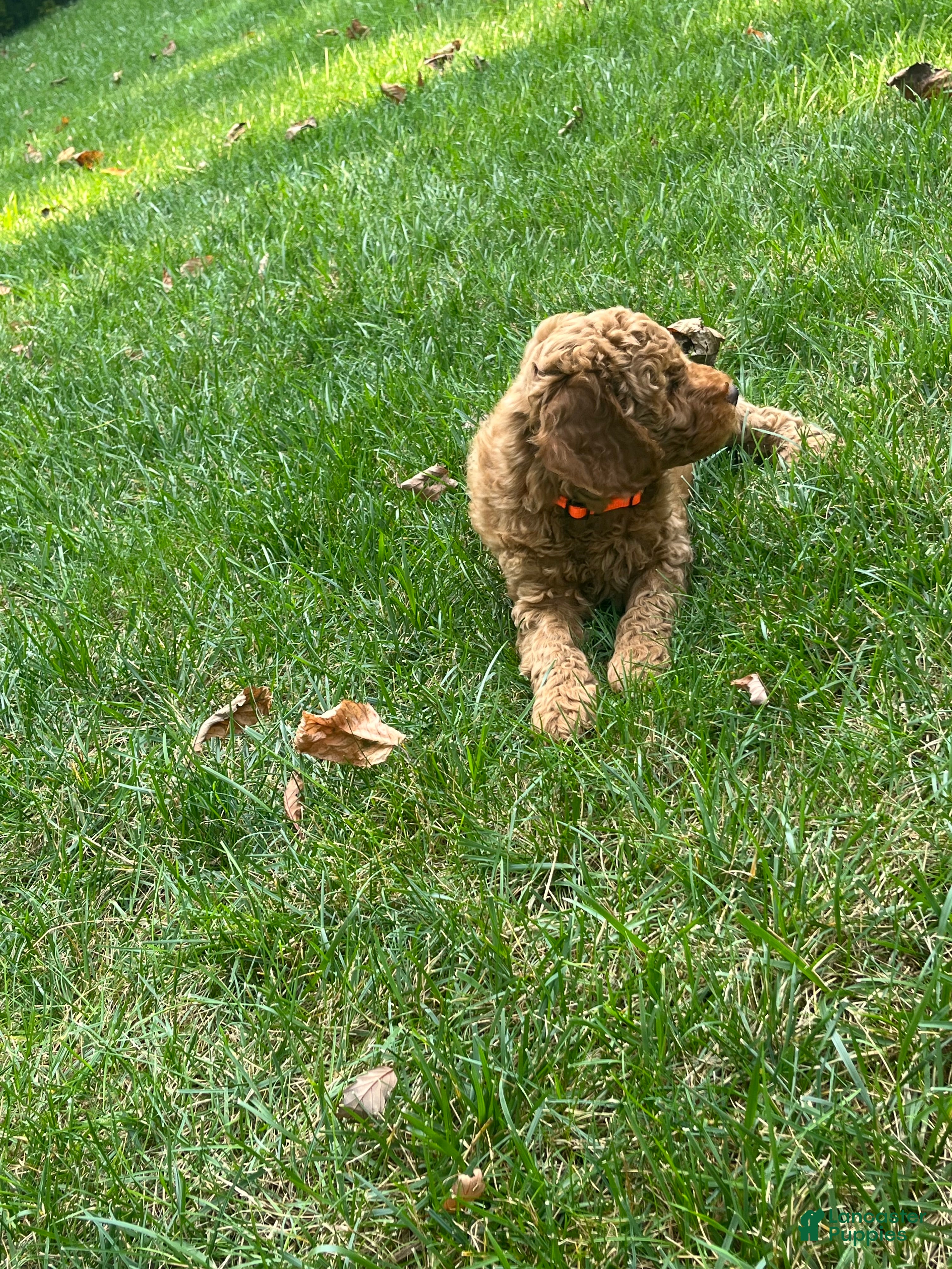 Mini Goldendoodle dogs Nash - Ad 2