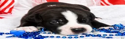 Mixed Breed dogs for sale: American Corso Blue Collar - Ad 5