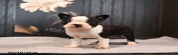 Boston Terrier dogs for sale: Petunia - Ad 4