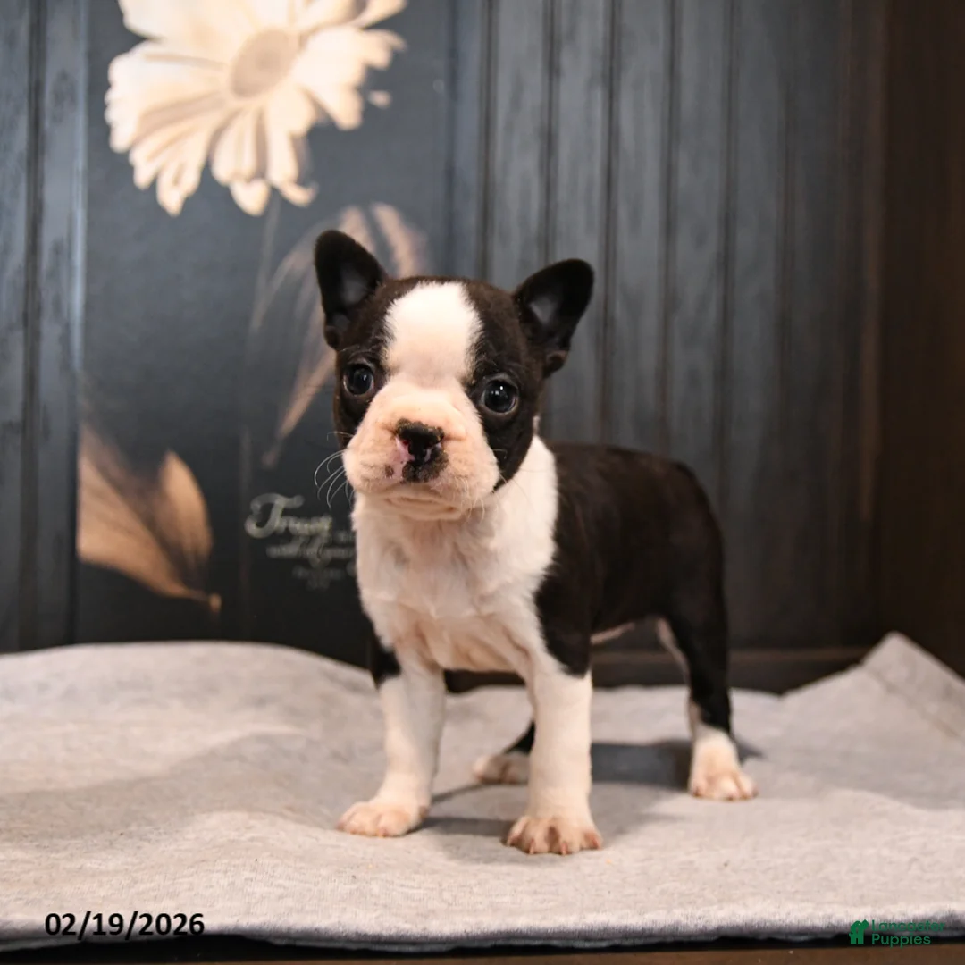 Boston Terrier dogs for sale: Petunia - Ad 4