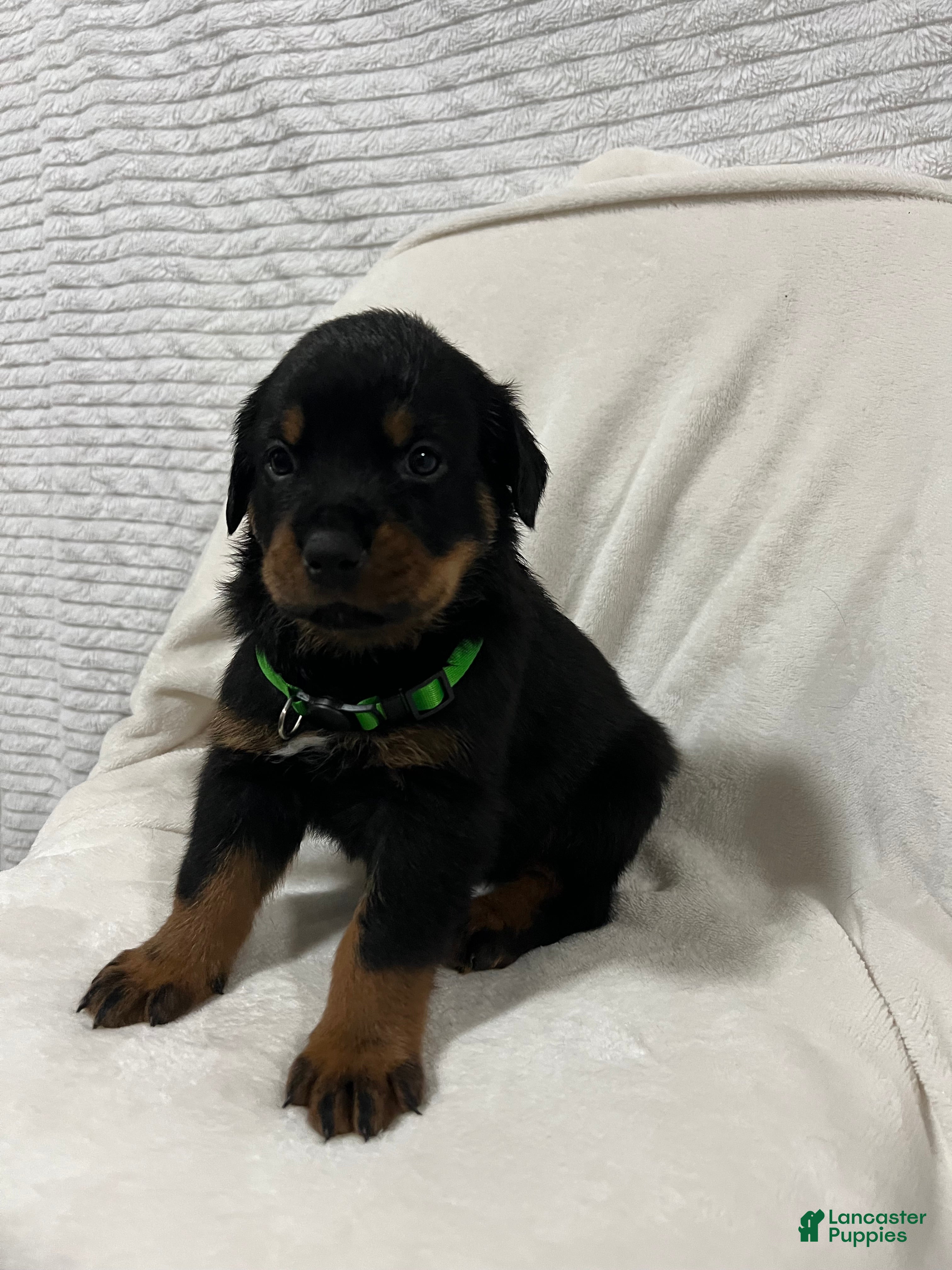 Rottweiler dogs rocky - Ad 38