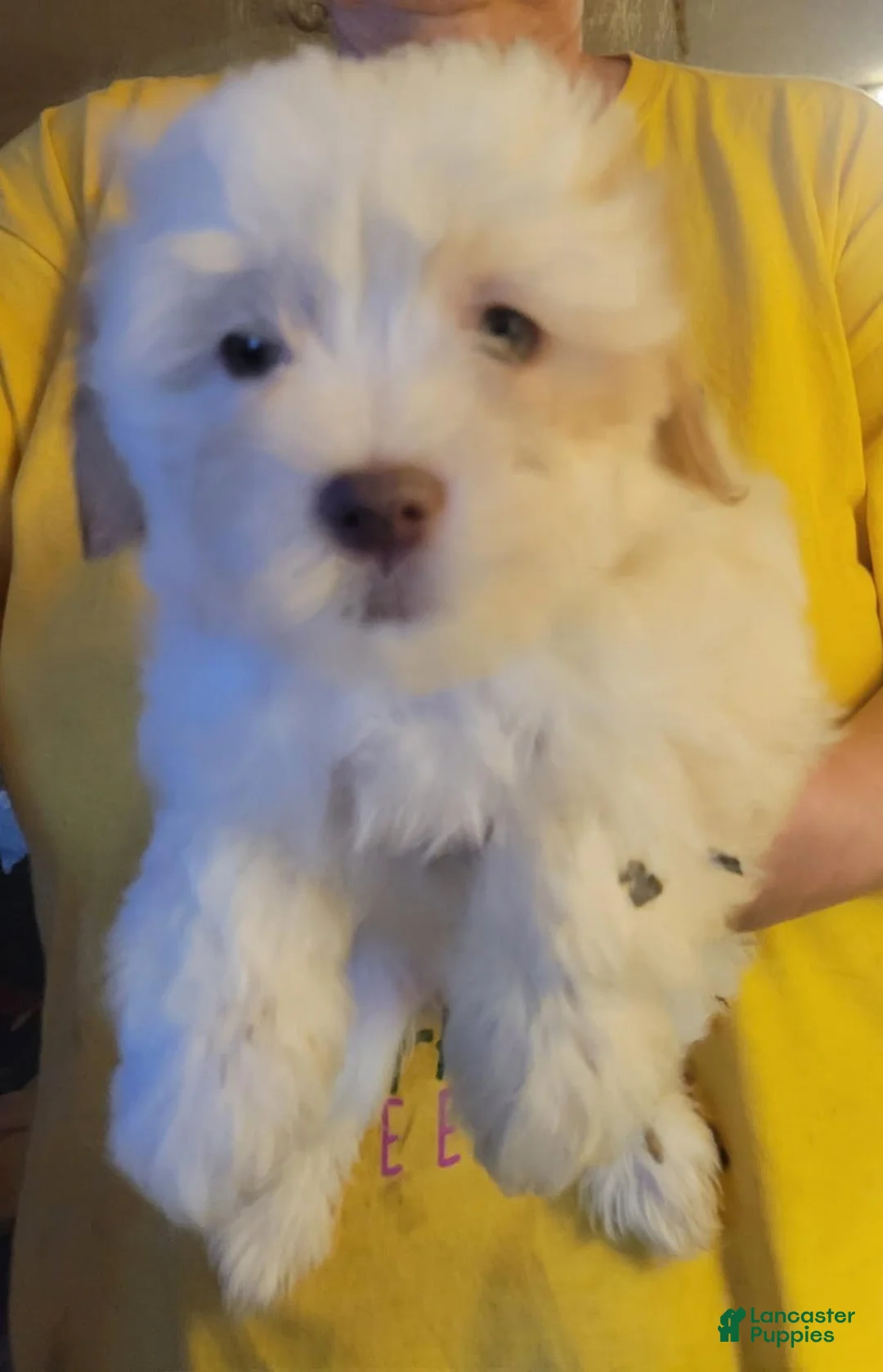 Havanese dogs for sale: Girl - Ad 1