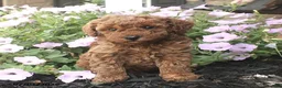 Miniature Poodle dogs for sale: Riley - Ad 8