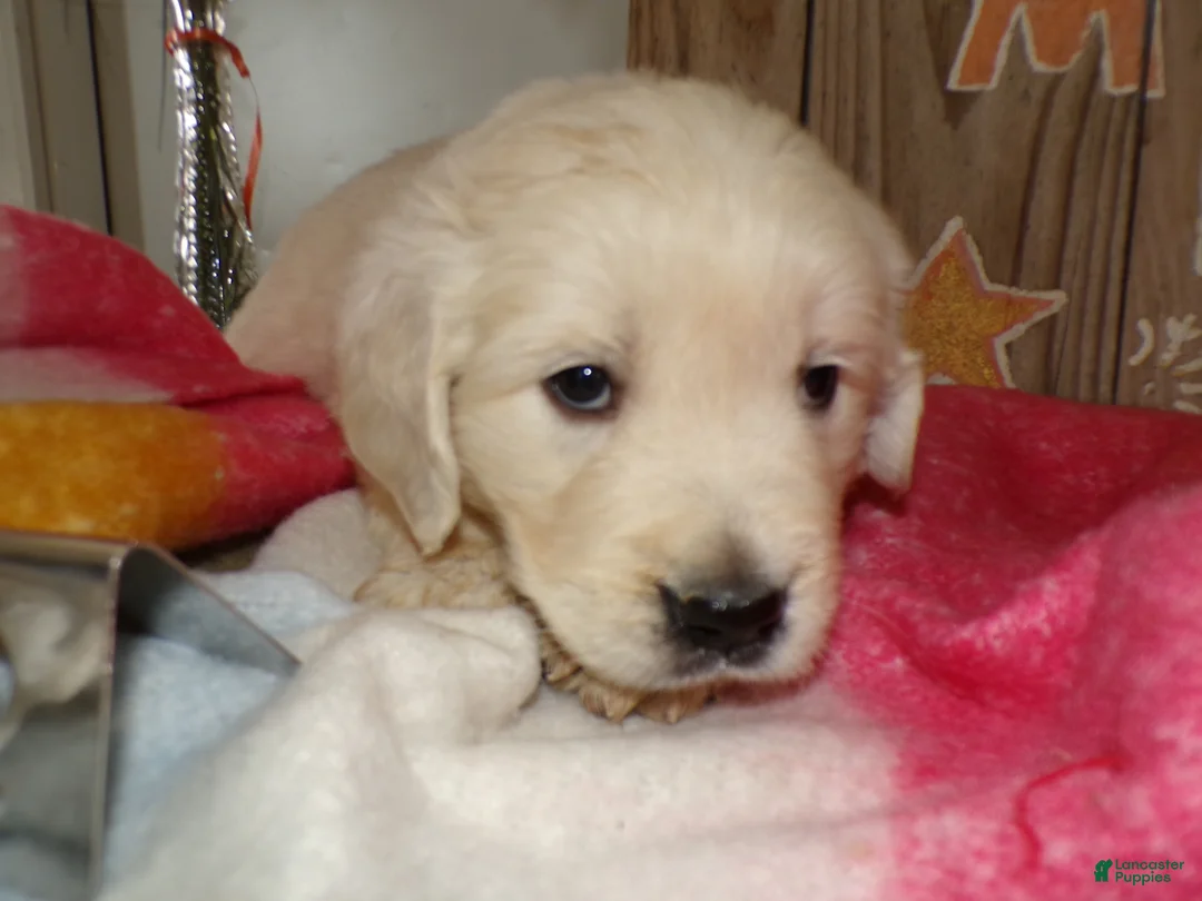 Golden Retriever dogs for sale: Golden Retriever Puppy 2 Karen - Ad 4