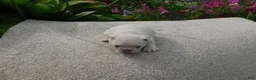 French Bulldog dogs for sale: Sadie - Ad 11