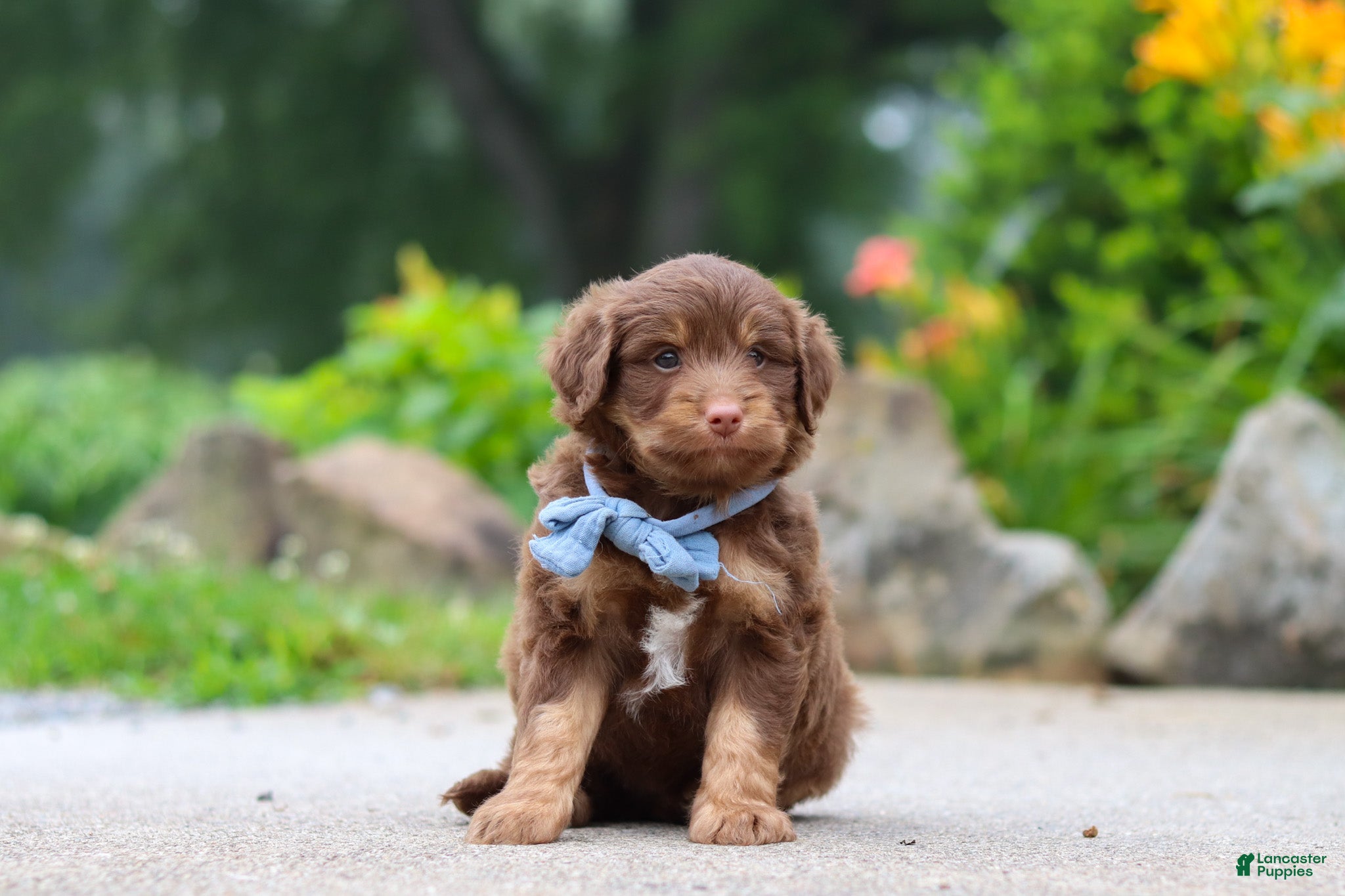 Mini Aussiedoodle dogs Tucker - Ad 1