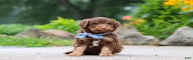 Tucker