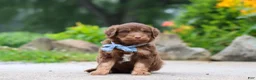 Mini Aussiedoodle dogs for sale: Tucker - Ad 1