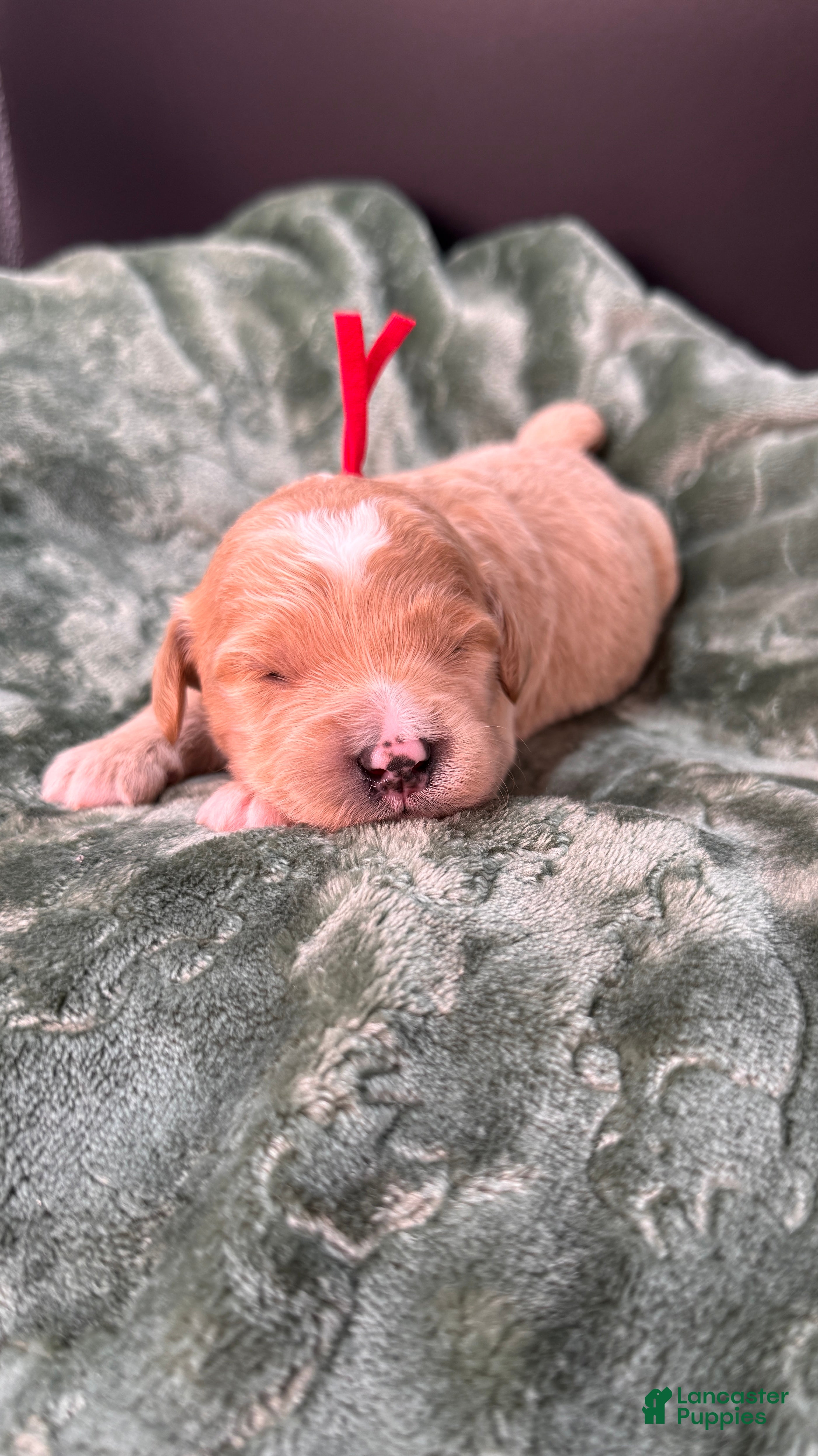 Mini Goldendoodle dogs Winston F One - Ad 11