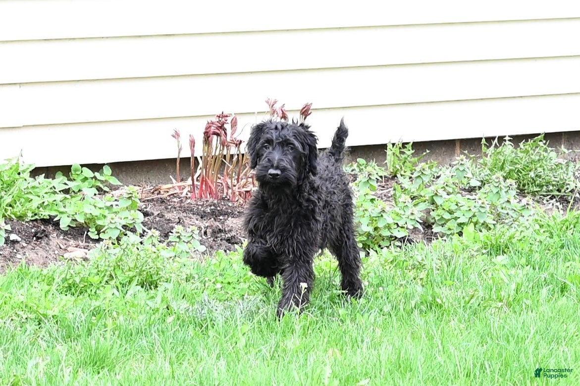 Mixed Breed dogs Hazel - Ad 2