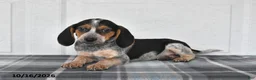 Beagle dogs for sale: Preston - Ad 4