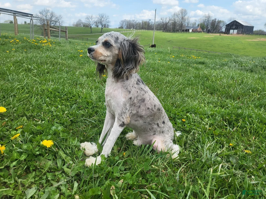 Cavapoo dogs for sale: Cavapoo Puppy 1 - Ad 3