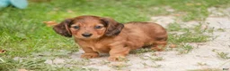 Miniature Dachshund dogs for sale: Asher Miniature Dachshund - Ad 5