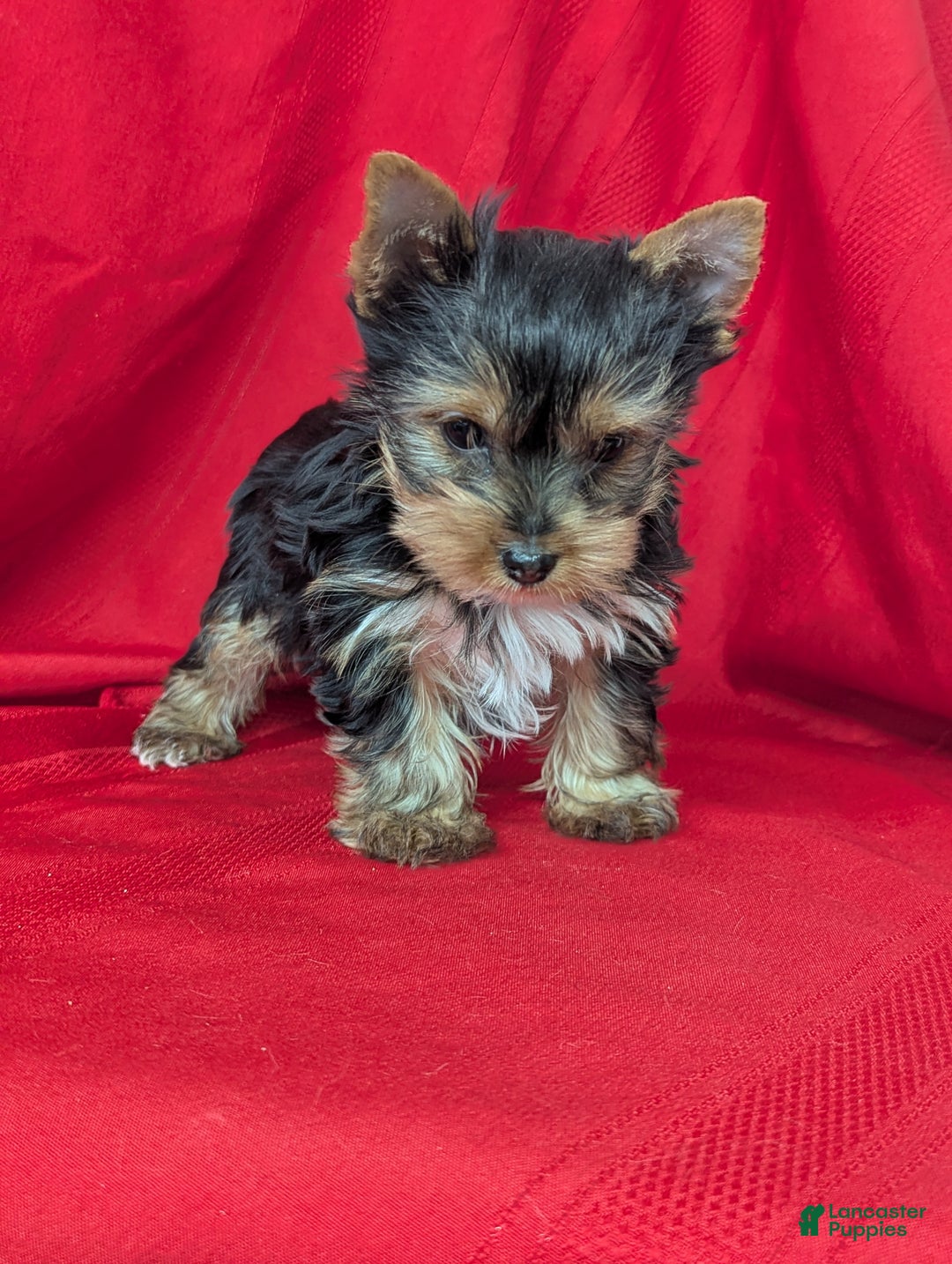 Yorkshire Terrier dogs for sale: Yorkshire Terrier Puppy 2 - Ad 3