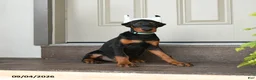 Doberman Pinscher dogs for sale: Duke - Ad 4