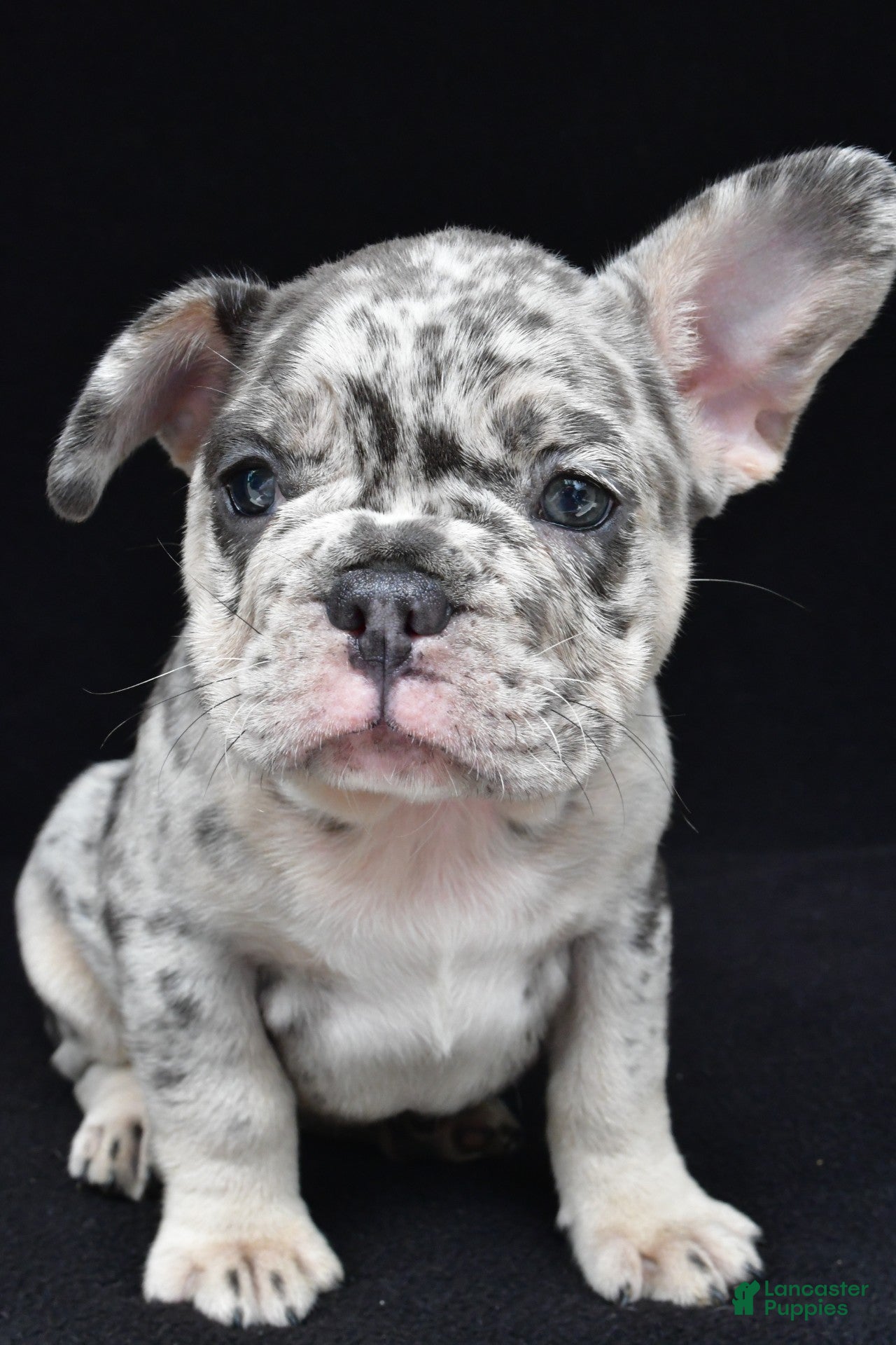 French Bulldog dogs reggie - Ad 2