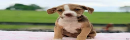 Mixed Breed dogs for sale: Boston Chi 2  - Ad 2