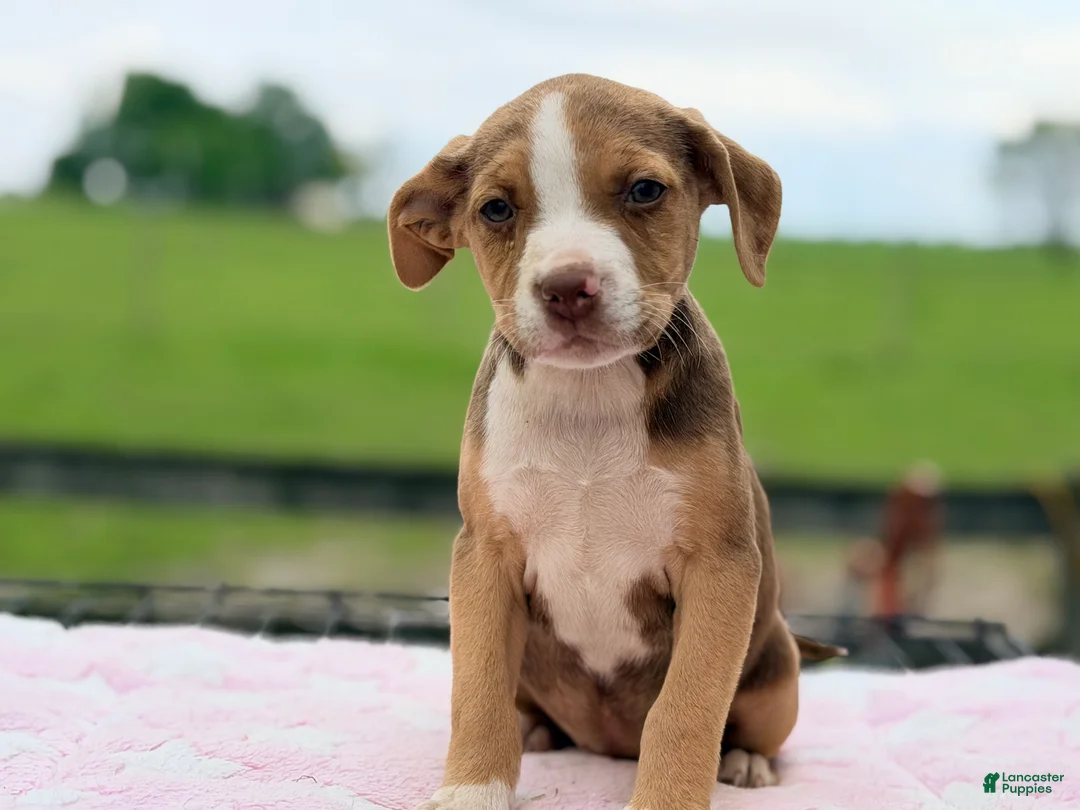 Mixed Breed dogs for sale: Boston Chi 2  - Ad 2