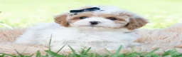 Maltipoo dogs for sale: Dax - Ad 3