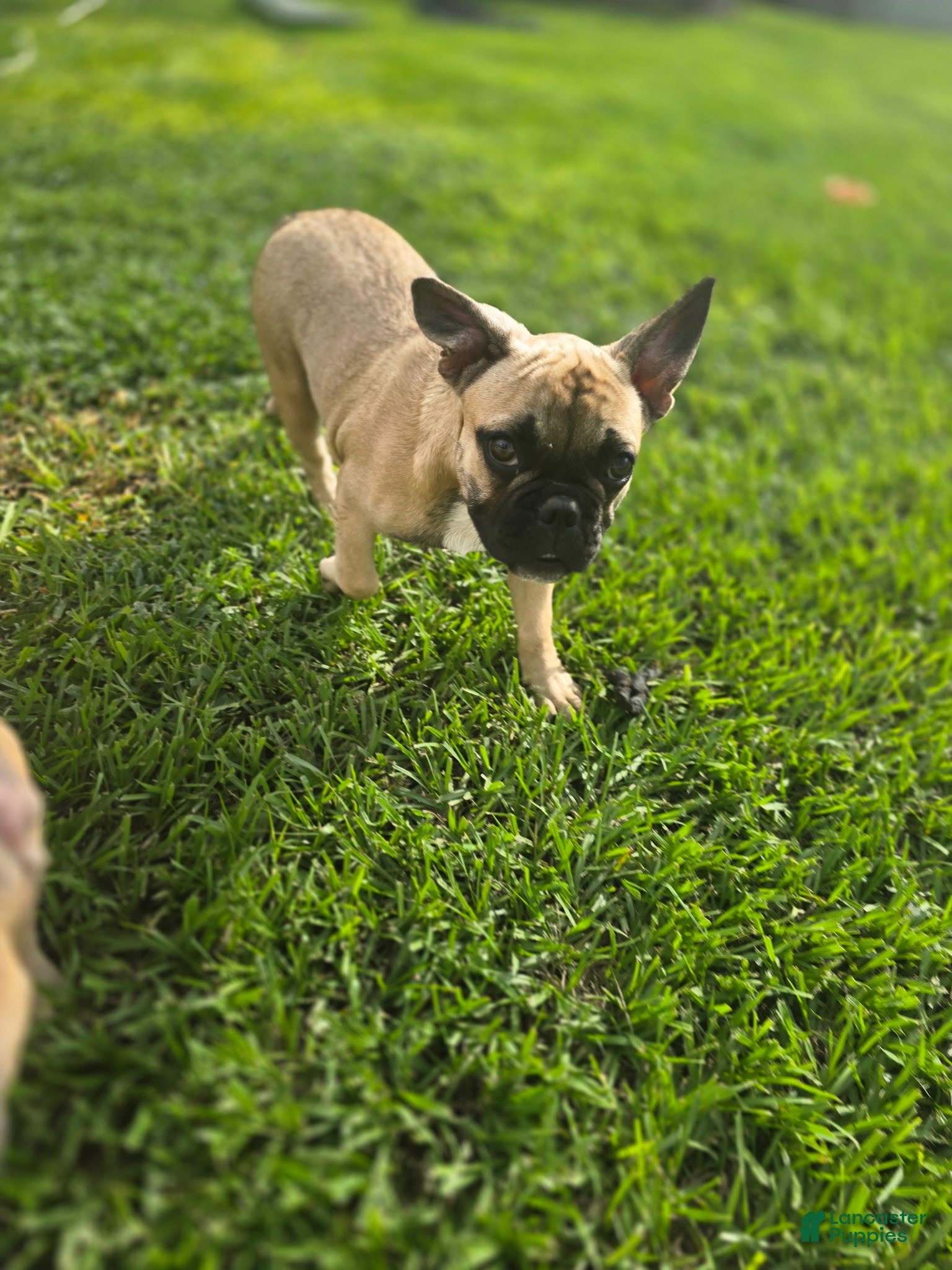 French Bulldog dogs Remy - Ad 1