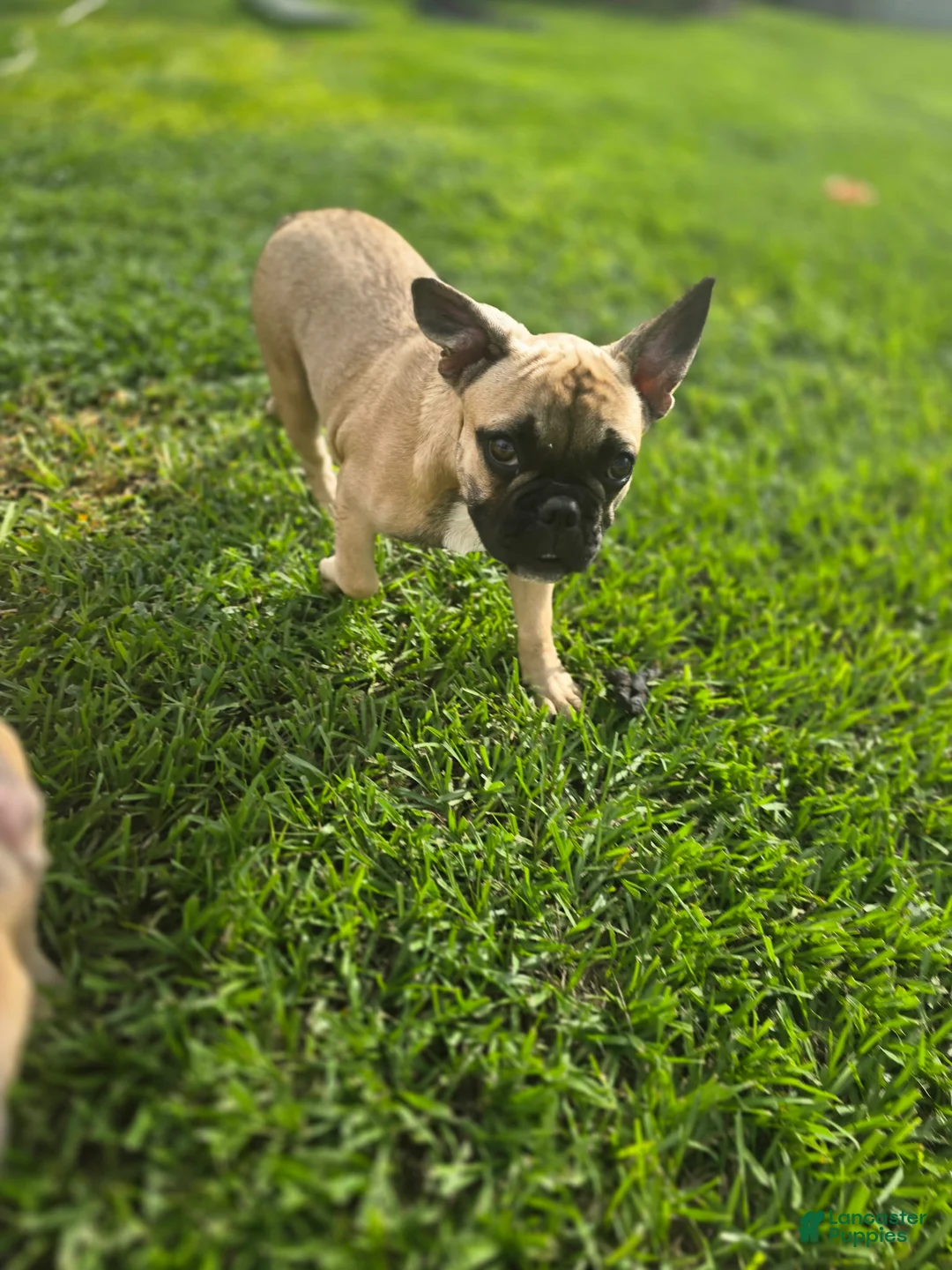 French Bulldog dogs for sale: Remy - Ad 2