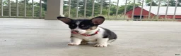 Welsh Corgi Pembroke dogs for sale: Poppy - Ad 8