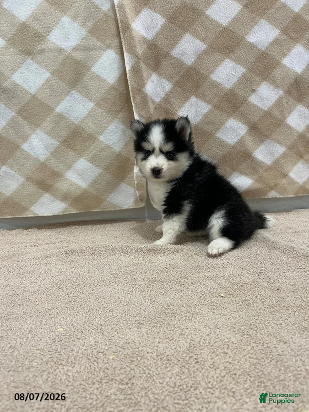 Pomsky dogs for sale: Prime - Ad 1
