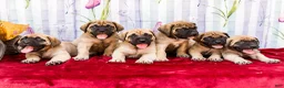 English Mastiff dogs for sale: Murphy - Ad 12