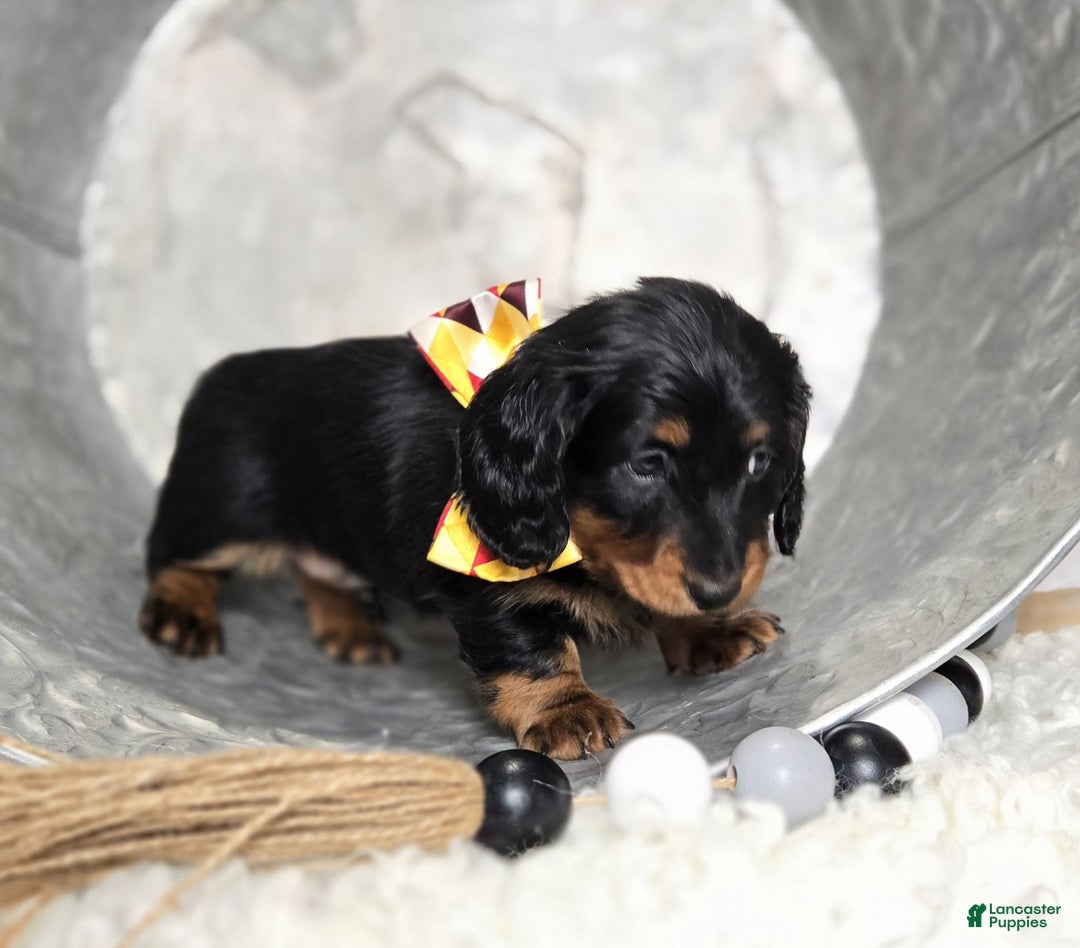 Miniature Dachshund dogs for sale: Kyle - Ad 4