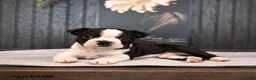 Boston Terrier dogs for sale: Patches - Ad 4