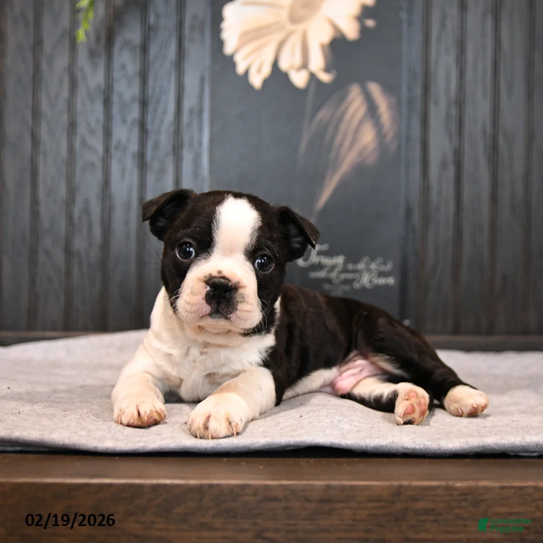 Boston Terrier dogs for sale: Patches - Ad 4