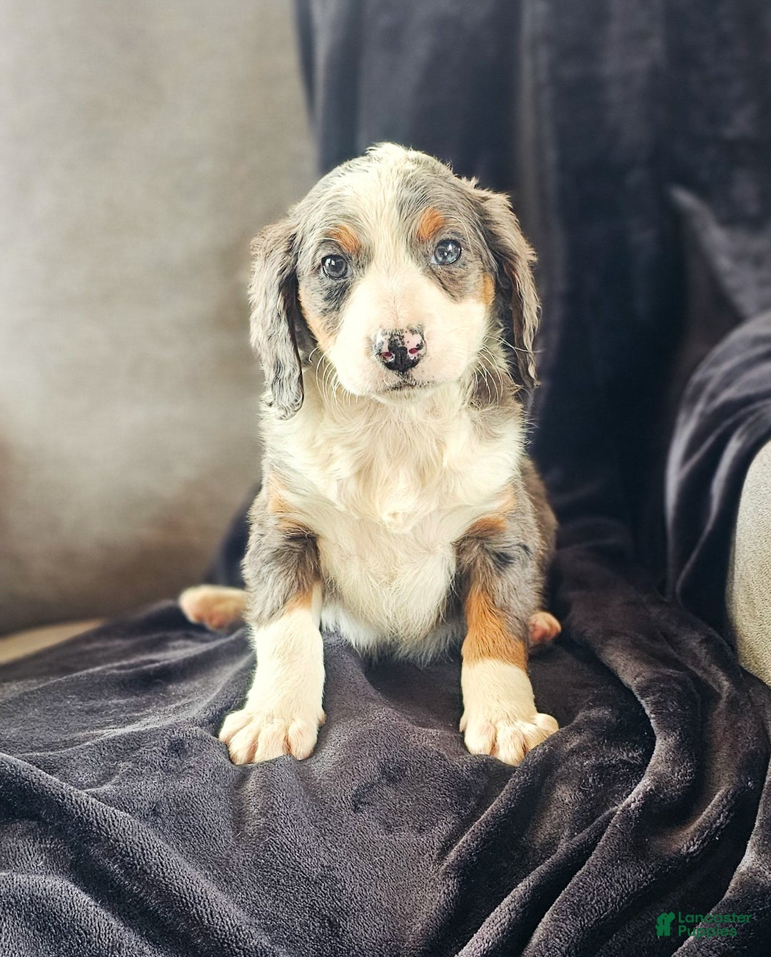 Mini Bernedoodle dogs for sale: Ally - Ad 1