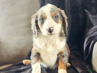 Mini Bernedoodle dogs Ally - Ad 15