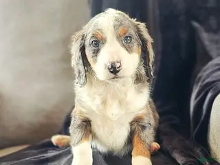 Mini Bernedoodle dogs Ally - Ad 6